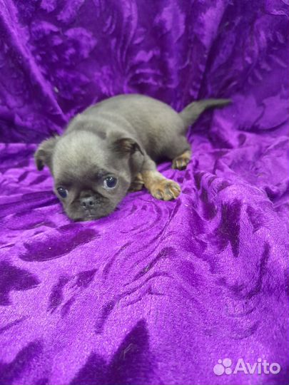 Пти брабансон