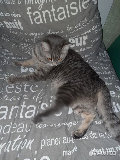 Кошка в дар бесплатно
