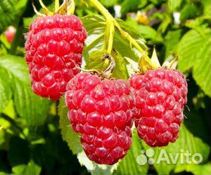 Саженцы малины Ровница