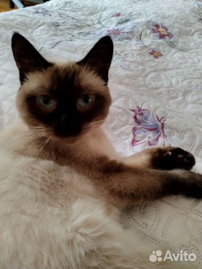 Кошки в добрые руки