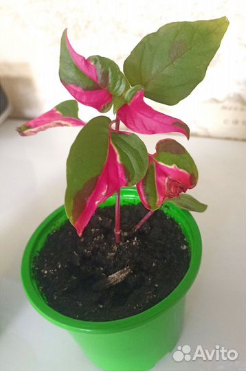 Альтернатера