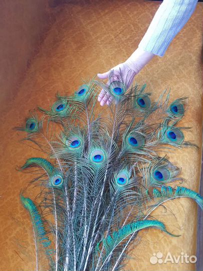 Перья павлина