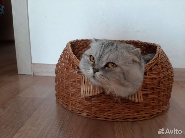 Лежанка для животных в наличии