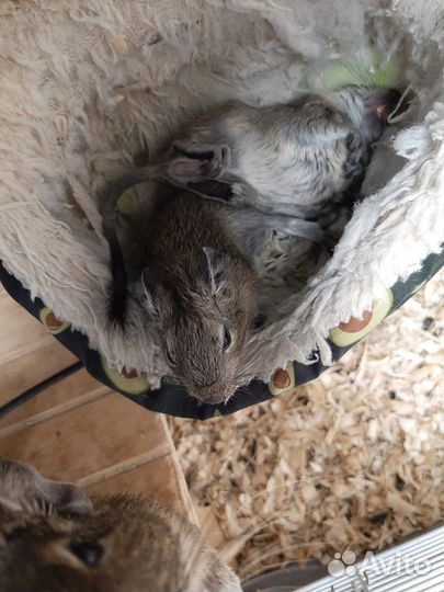 Чилийская белка дегу