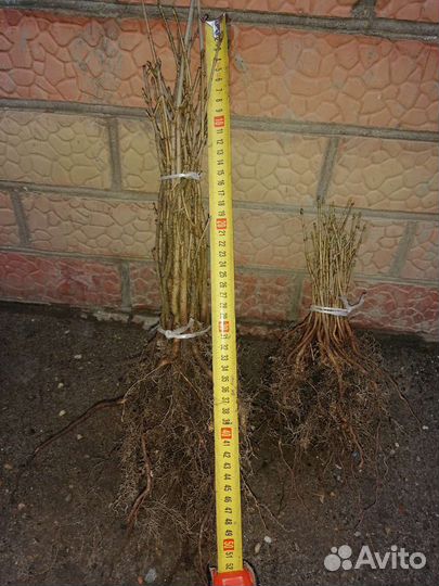 Клен остролистный