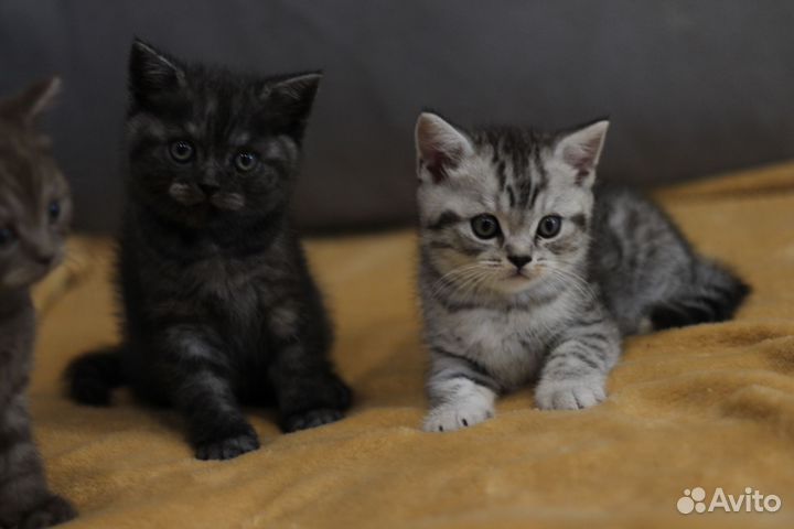 Шотландская