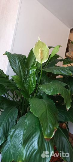 Спатифиллум