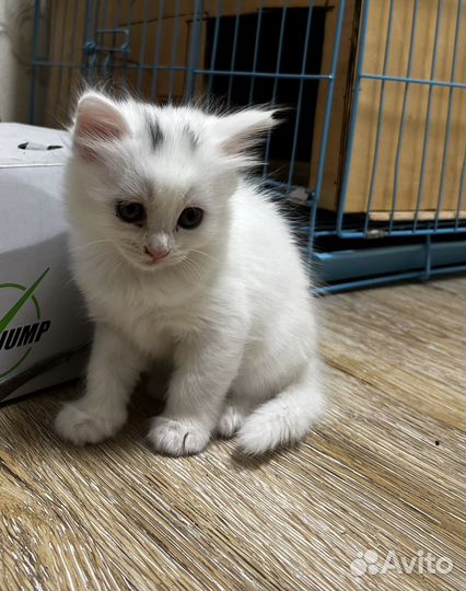 Шотландские прямоухие котята