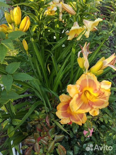 Лилейники многолетние