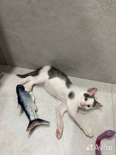 Котята