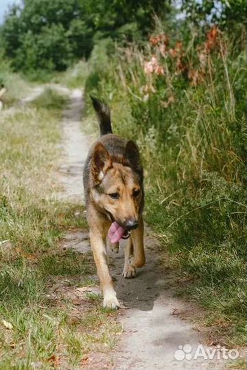 Собака в добрые руки