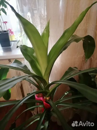 Драцена, высота 1м