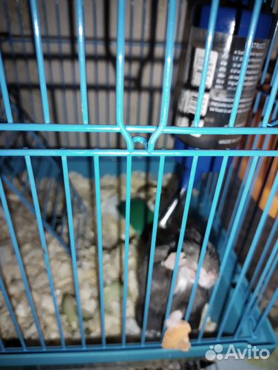 Хомяк с клеткой