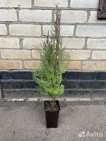 Сеянцы барбариса, Туи. Бирючины гибискуса