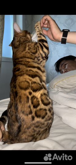 Бенгальский кот вязка