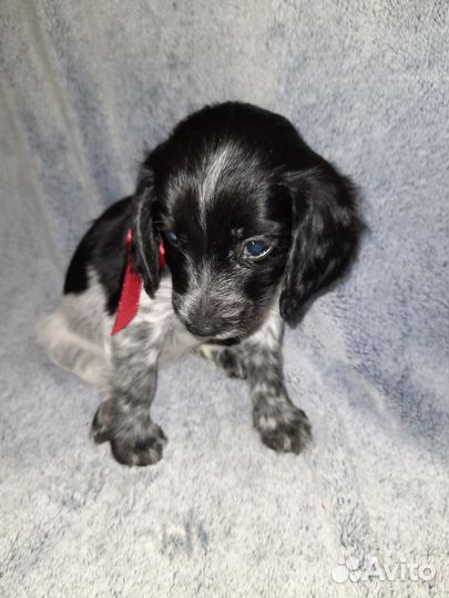 Русский спаниель