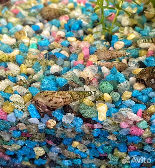 Улитки мелании