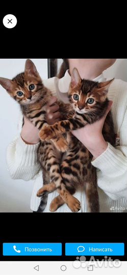 Бенгальский кот вязка