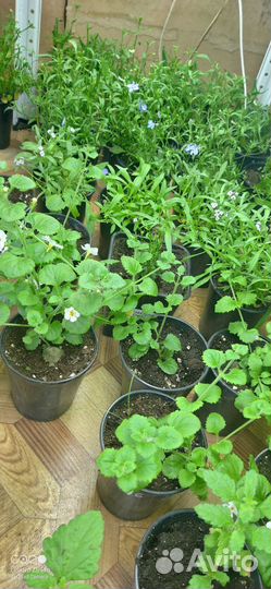 Укоренённые черенки, вербены колибрахоа