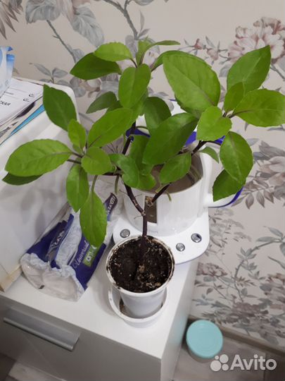 Джинура листья бога