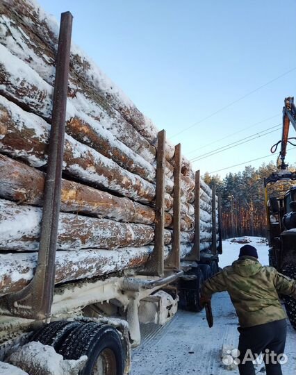 Пиловочник Деловой Лес Кругляк