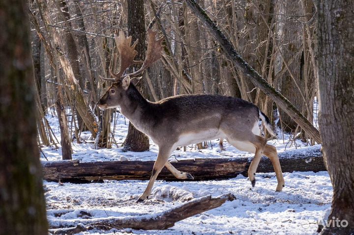Благородный Европейский олень