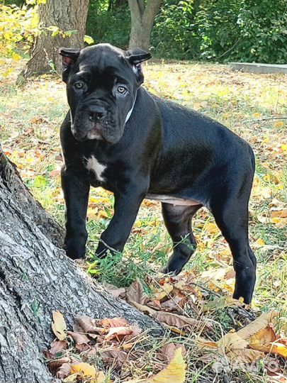 Малыши- девицы