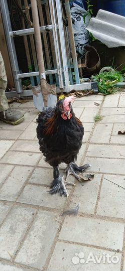 Петушки Виандот, фавероль лососевая, маран