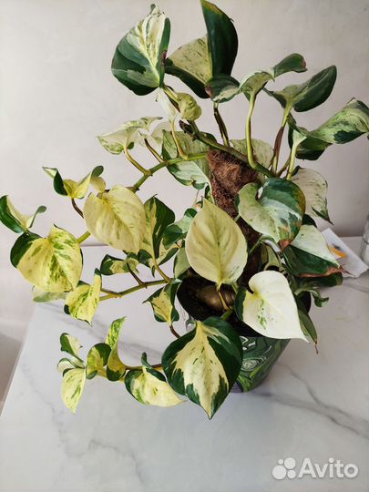 Сциндапсус (Эпипремнум) Укоренённые и на срез