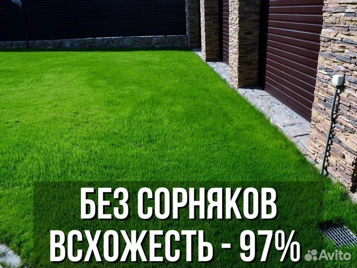 Семена газонной травы газон