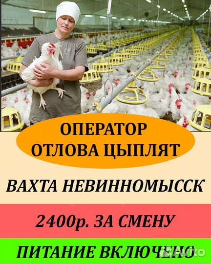 Отловщик цыплят/Вахта с 2х разовым питанием РФ