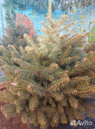 Ель 1.5м