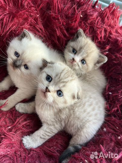 Шикарные котята