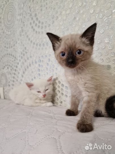 Котята в добрые руки приучены к лотку