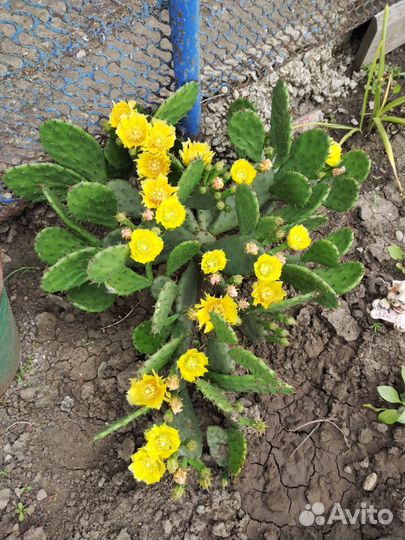 Опунция(кактус уличный)