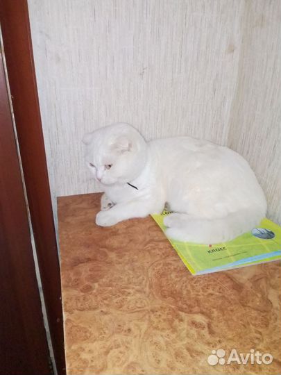 Вислоухие котята