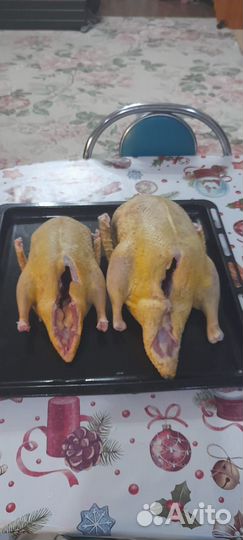 Утка домашняя мясо