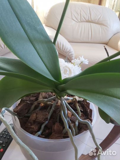 Орхидея фаленопсис