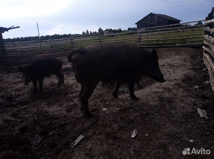 Баранчики, крс, кабанчики