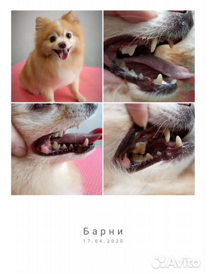 Грумер. Уход за животными
