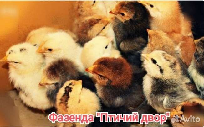 Цыплята Мастер Грей, грисбар, Голошейка, инк.яйцо
