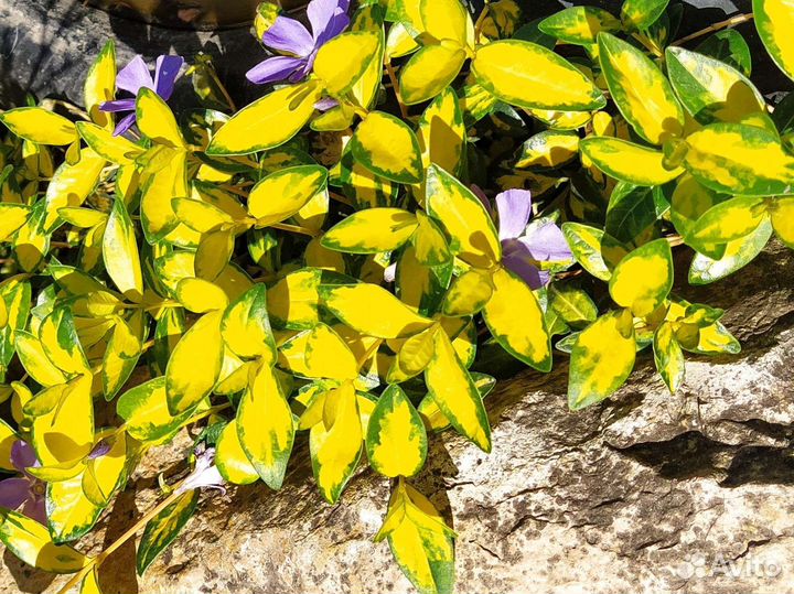 Вечнозелёные почвопокровники. Только по Крыму