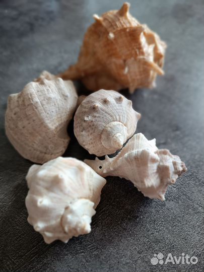 Морские ракушки