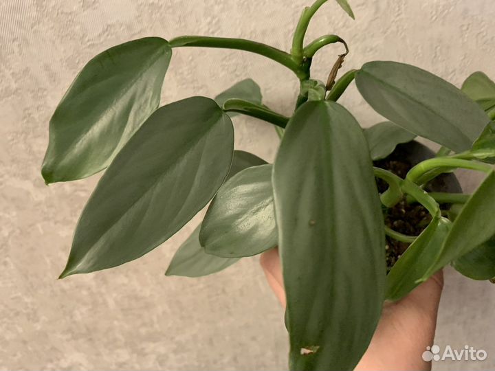 Филодендрон хастатум сильвер. Комнатные растения