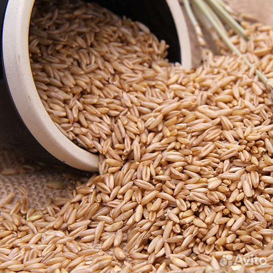 Зерно, овес