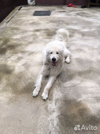 Случка собак