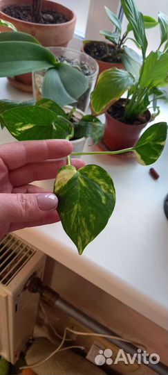 Комнатные растения