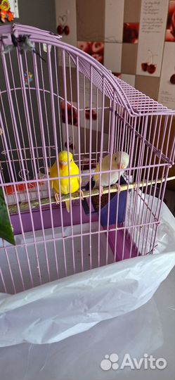 Волнистый попугай