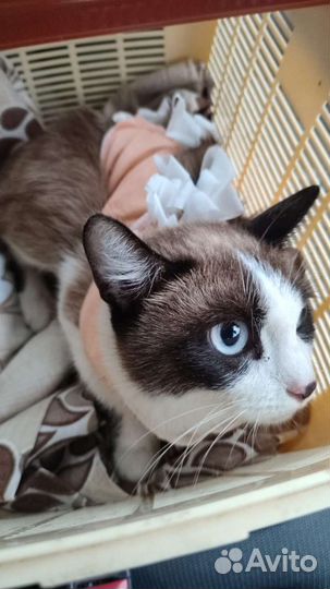 Кошка в добрые руки