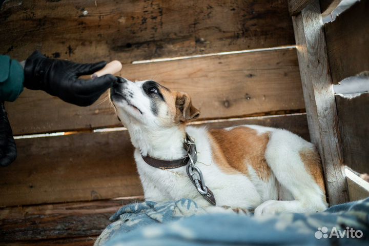 Собака в добрые руки